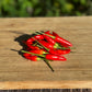 Numex Twilight Hot Pepper - Greta's Family Gardens