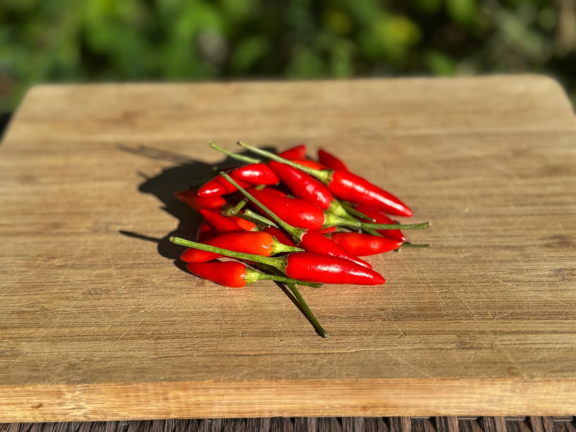 Numex Twilight Hot Pepper - Greta's Family Gardens