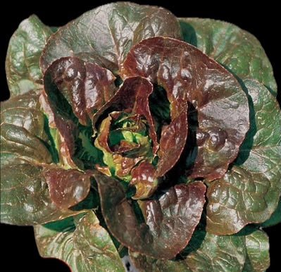 Parella Rossa - Greta's Family Gardens