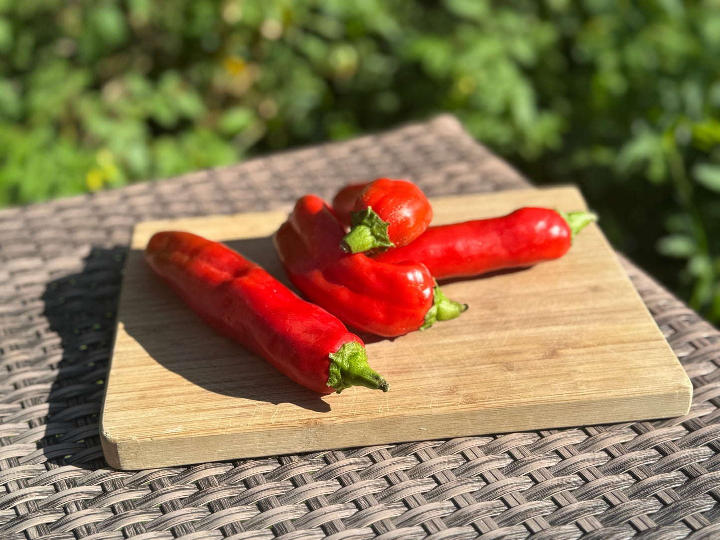 Pepper Anaheim - Organic - Greta's Family Gardens