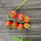 Red tomatoes on a vine with green leaves on a textured gray surface