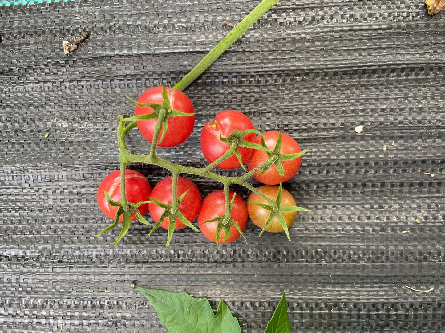Red tomatoes on a vine with green leaves on a textured gray surface