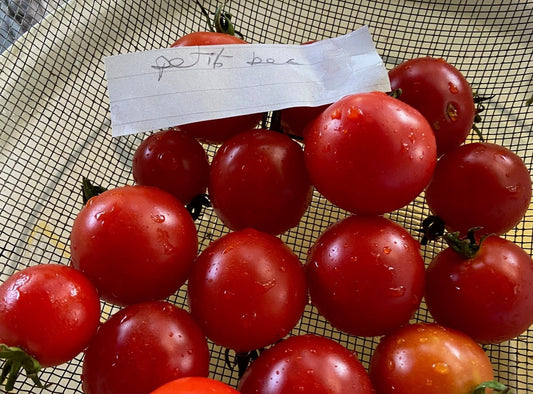Bowl of red tomatoes with a piece of paper on a mesh surface
