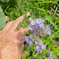 Phacelia flower - Greta's Family Gardens