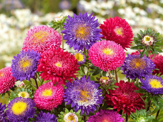 Powderpuff Bouquet Aster Seeds - Greta's Family Gardens