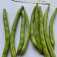 Provider Beans - Organic - Greta's Family Gardens
