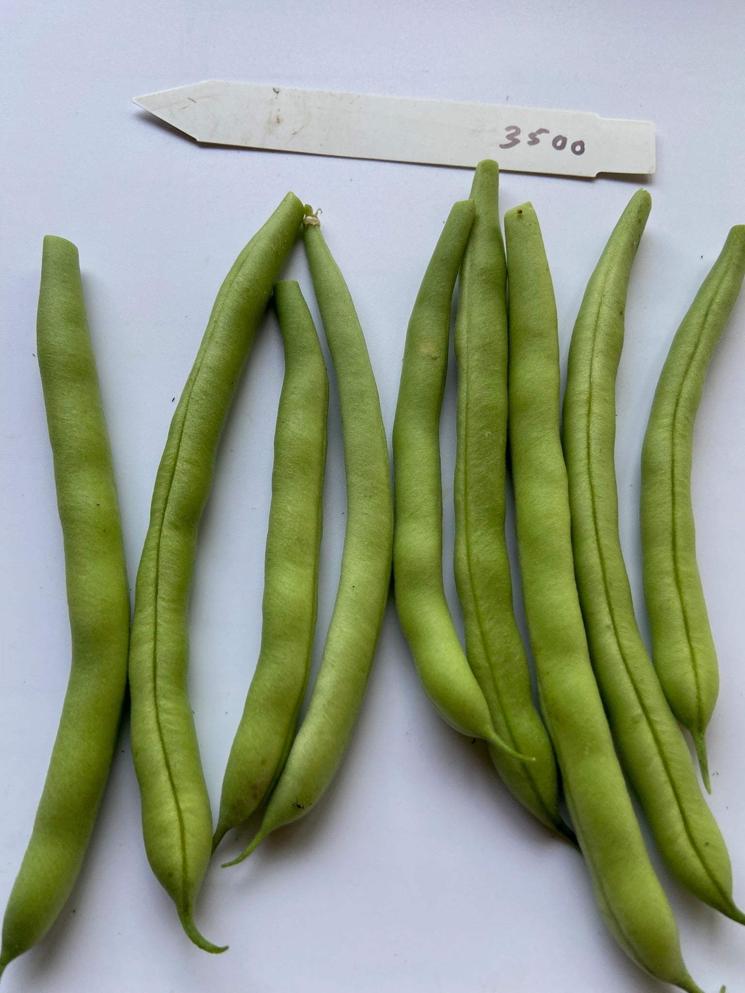 Provider Beans - Organic - Greta's Family Gardens