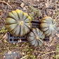 Pumpkin Moscade de Provence - Greta's Family Gardens