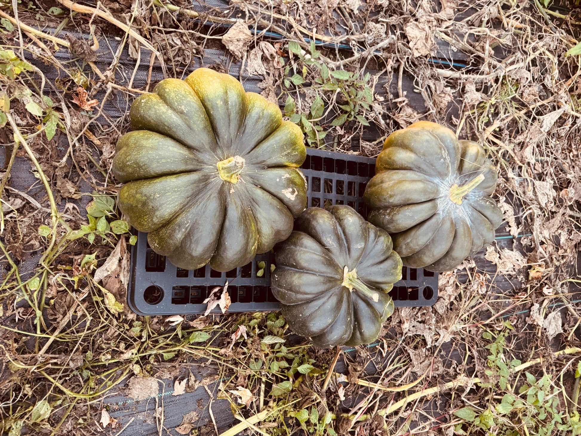 Pumpkin Moscade de Provence - Greta's Family Gardens