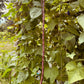 Red Noodle Pole beans - Greta's Family Gardens