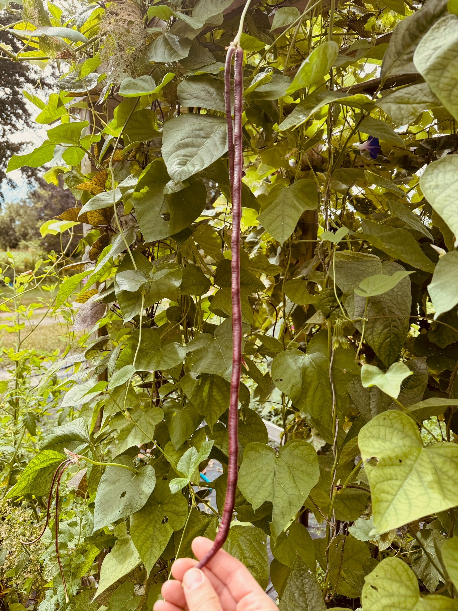 Red Noodle Pole beans - Greta's Family Gardens
