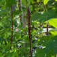 Red Noodle Pole beans - Greta's Family Gardens