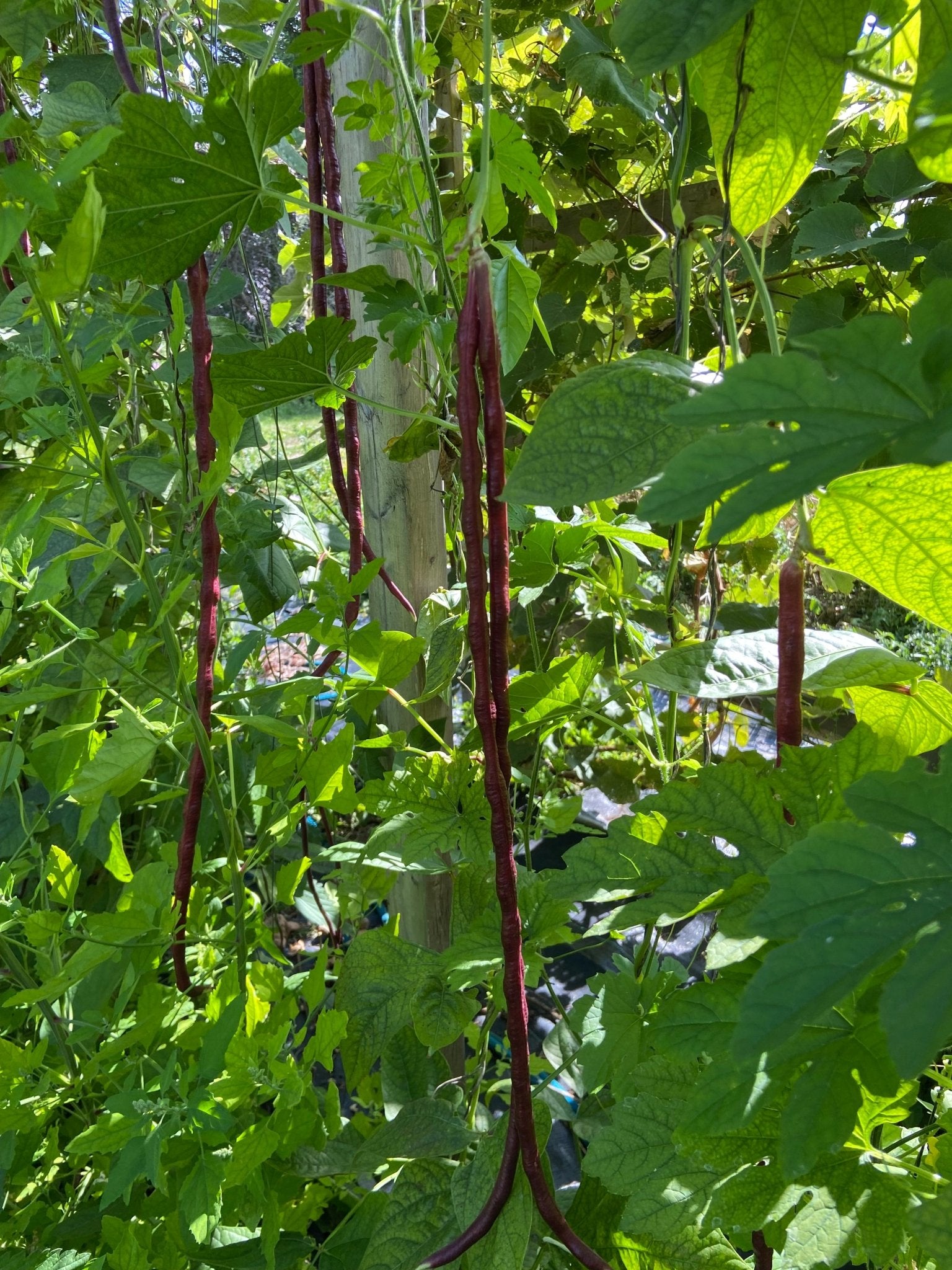 Red Noodle Pole beans - Greta's Family Gardens