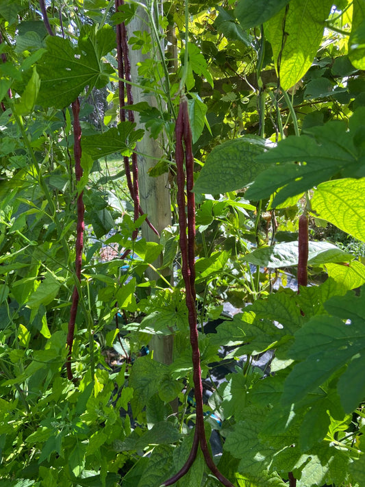 Red Noodle Pole beans - Greta's Family Gardens