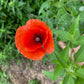 Red poppy flower held by a hand with green leaves and plants in the background