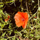 Red poppy flower in a field with green leaves