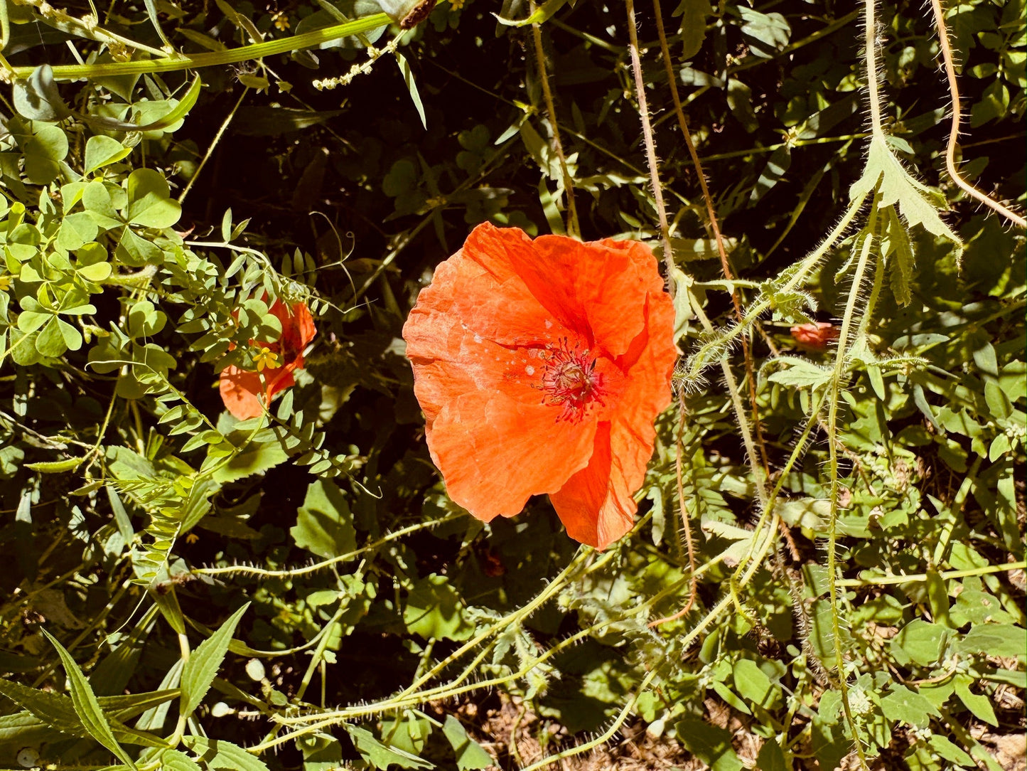 Red poppy flower in a field with green leaves