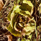 Red Radicchio - Greta's Family Gardens