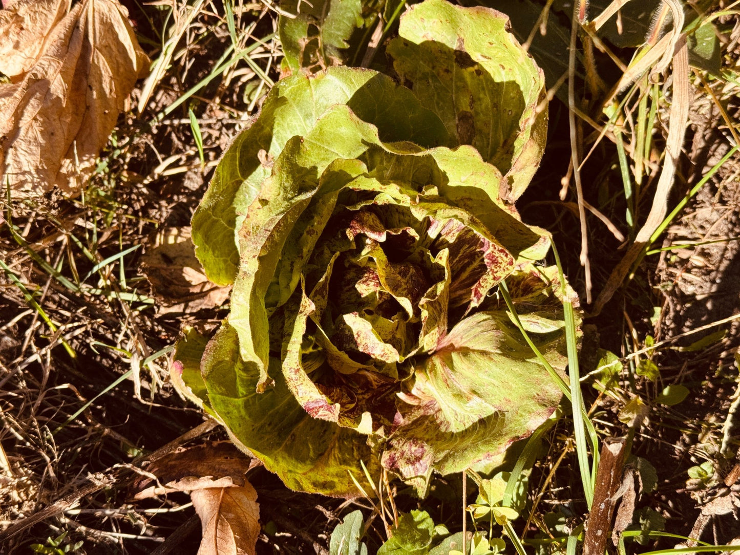 Red Radicchio - Greta's Family Gardens