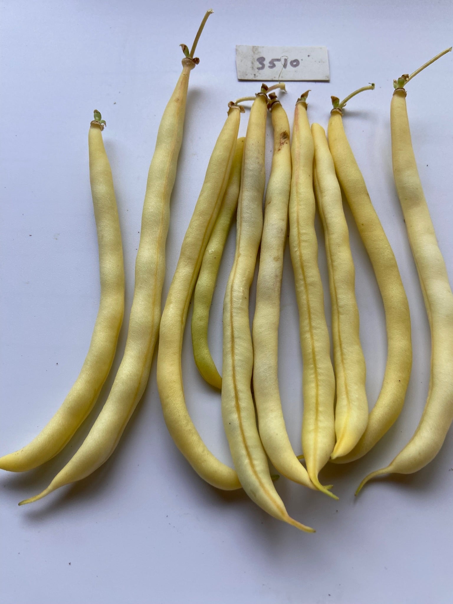Rocdor Beans - Greta's Family Gardens