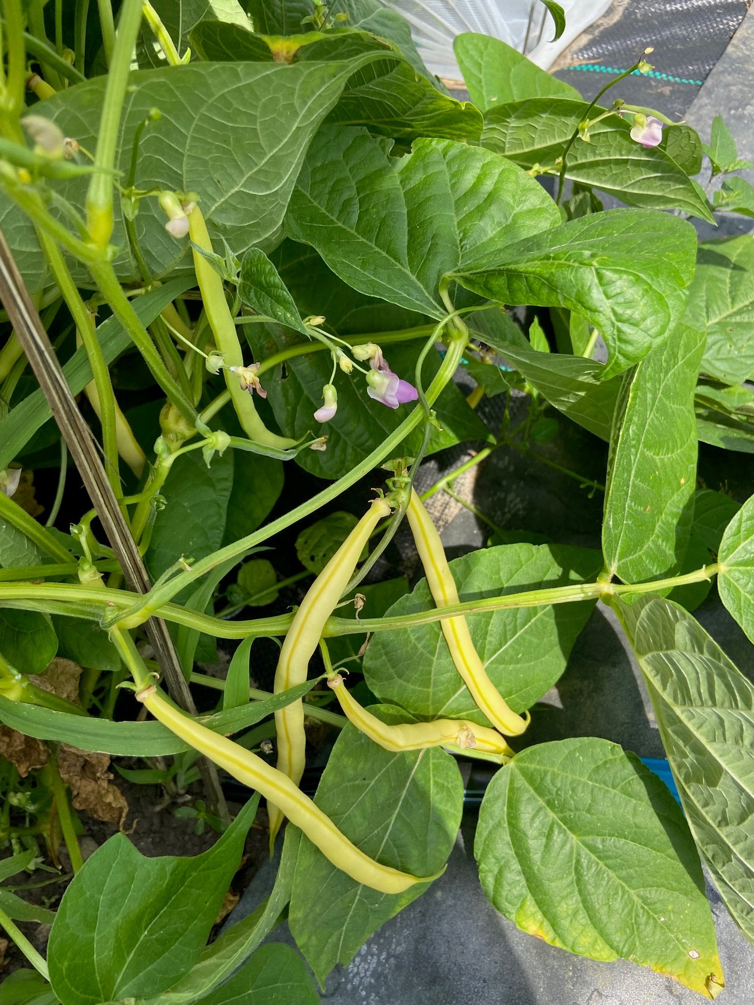 Rocdor Beans - Greta's Family Gardens