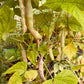 Romanian Pole Beans - Greta's Family Gardens