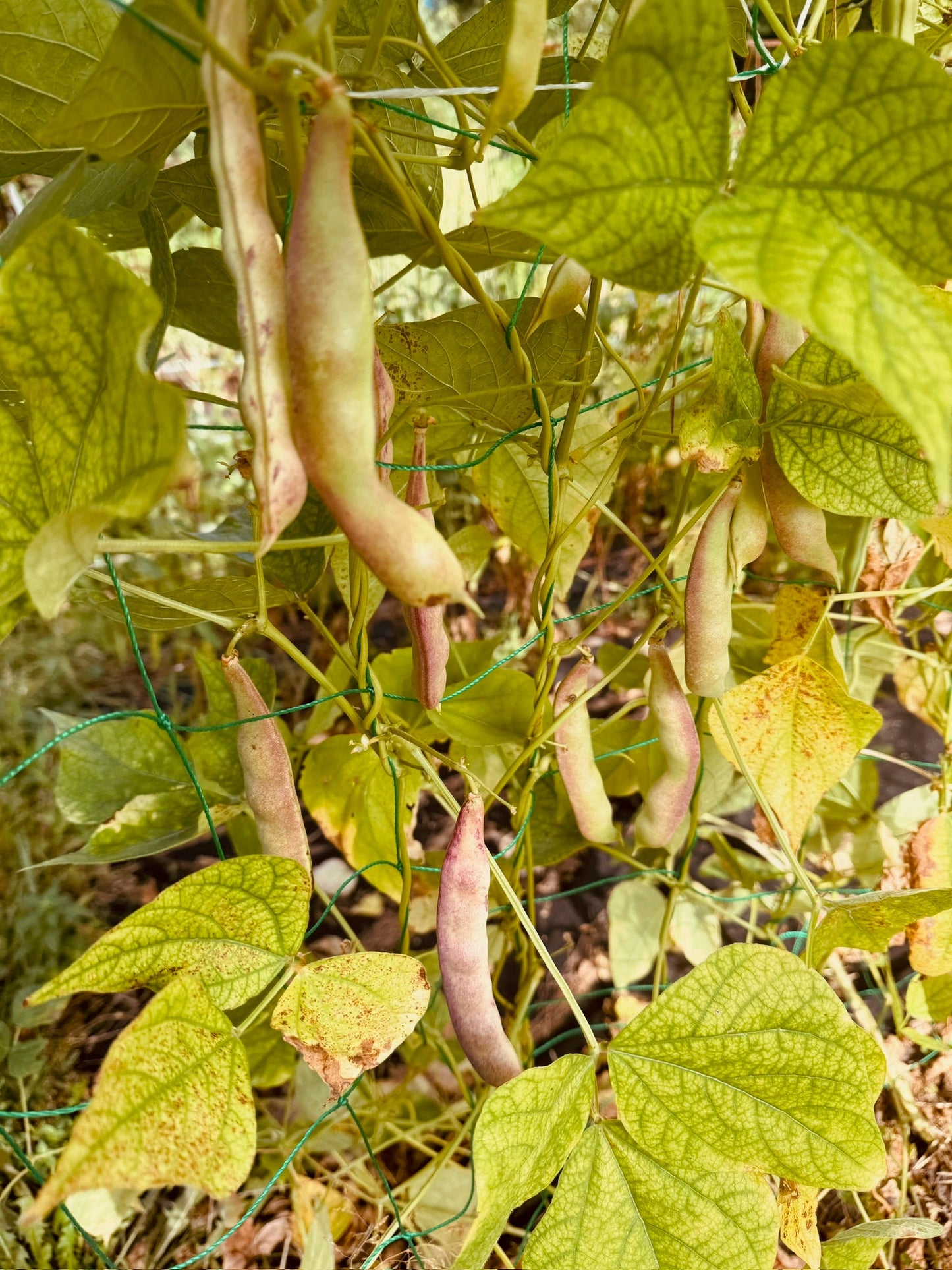 Romanian Pole Beans - Greta's Family Gardens
