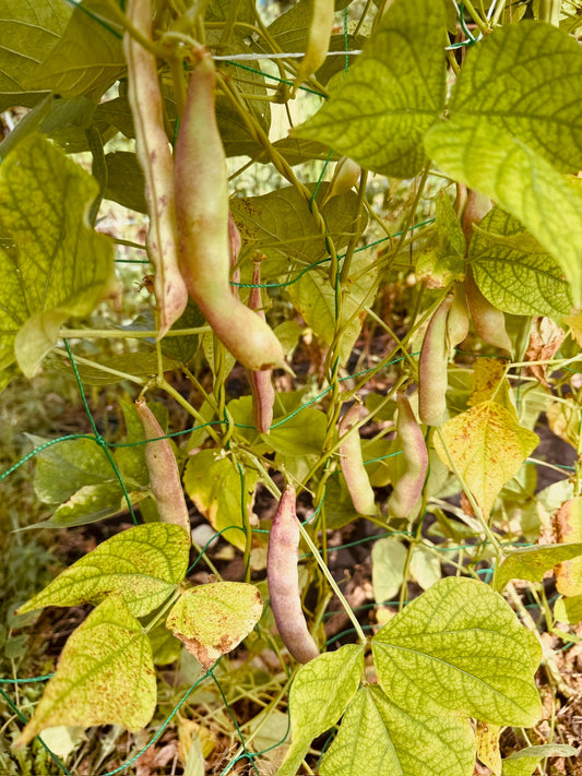 Romanian Pole Beans - Greta's Family Gardens