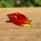 Santaka Pepper - Greta's Family Gardens