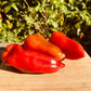 Shepherd Pepper - Organic - Greta's Family Gardens