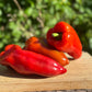 Shepherd Pepper - Organic - Greta's Family Gardens