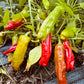 Shishito Hot Pepper - Greta's Family Gardens