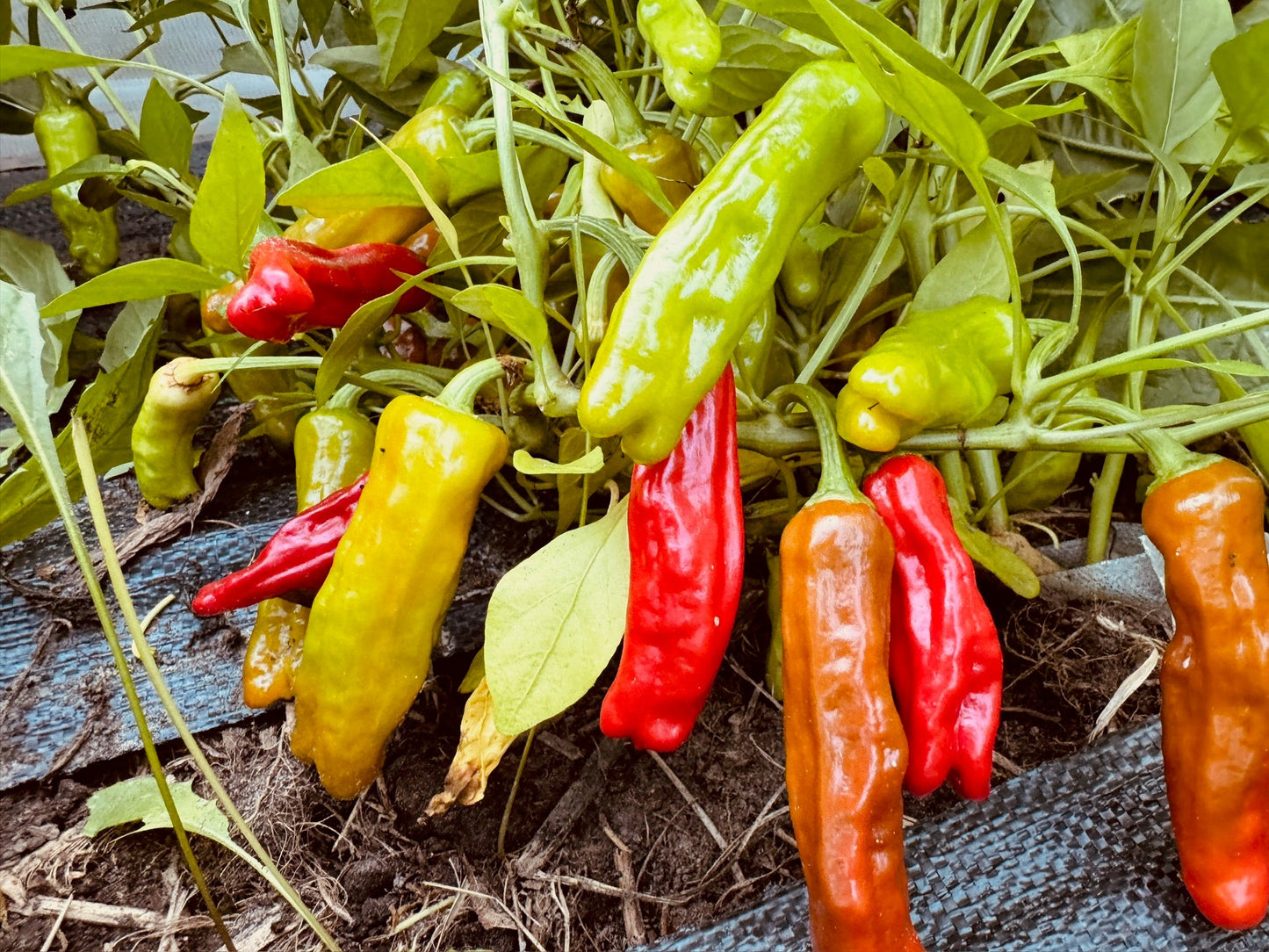 Shishito Hot Pepper - Greta's Family Gardens