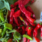 Shishito Hot Pepper - Greta's Family Gardens