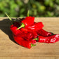 Shishito Hot Pepper - Greta's Family Gardens