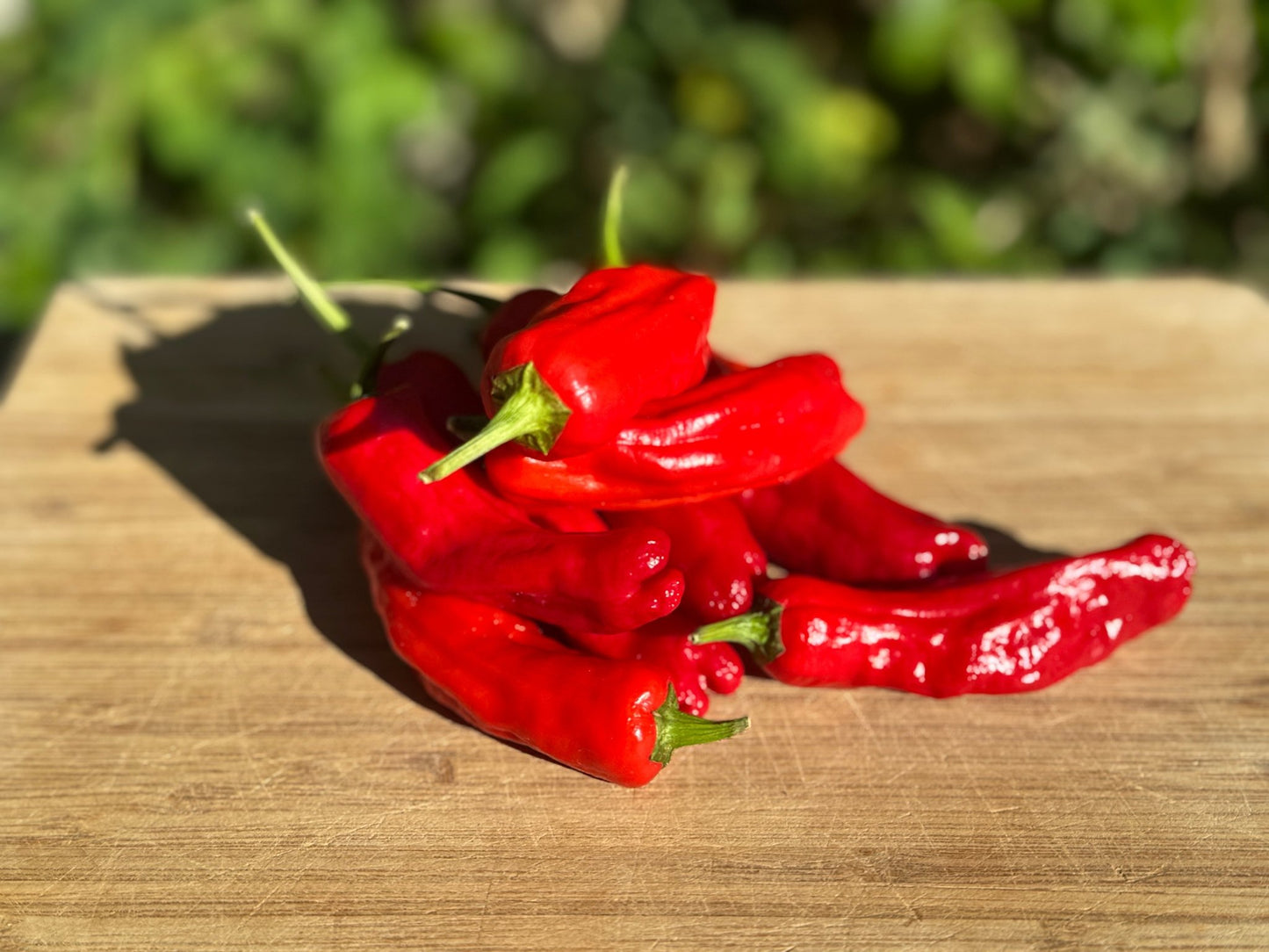Shishito Hot Pepper - Greta's Family Gardens