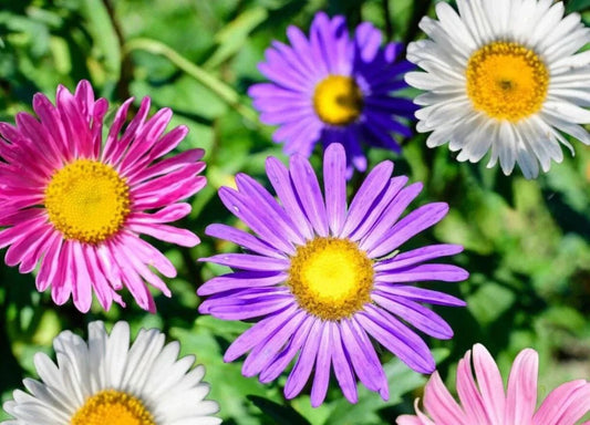 Aster Flowers