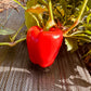 Soroksari Pepper - Greta's Family Gardens