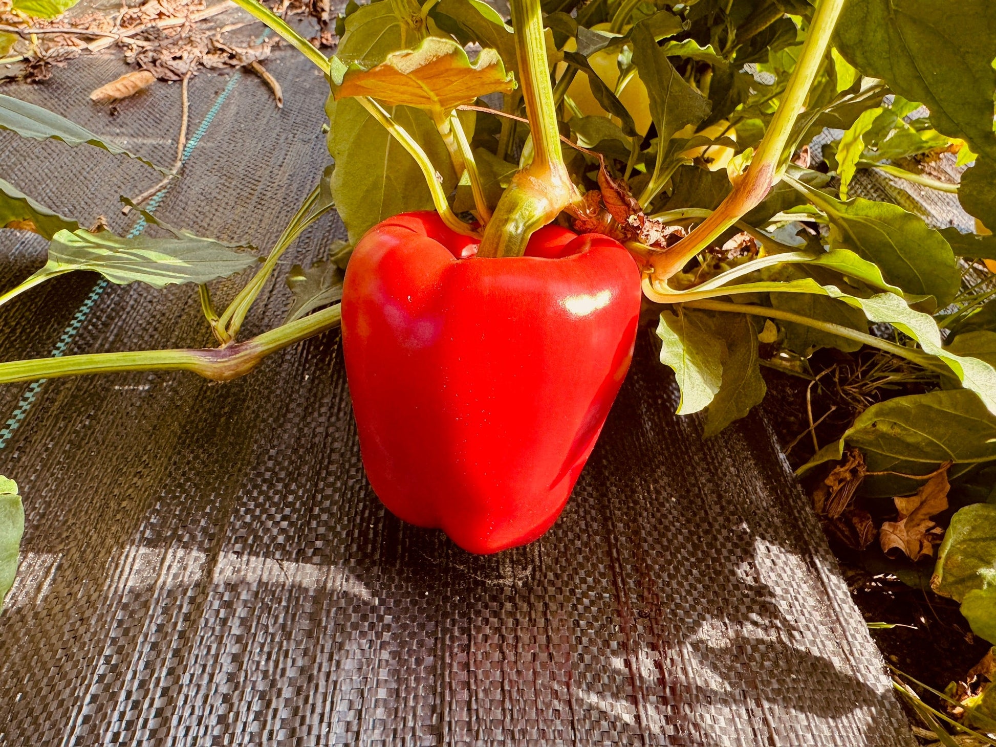 Soroksari Pepper - Greta's Family Gardens