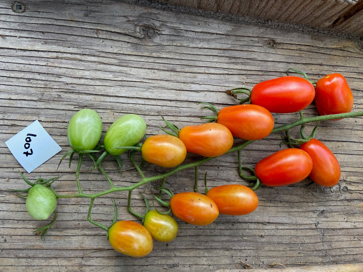 Sprite Cherry Tomato - Greta's Family Gardens