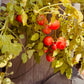 Sub Arctic Cherry Tomato - Greta's Family Gardens