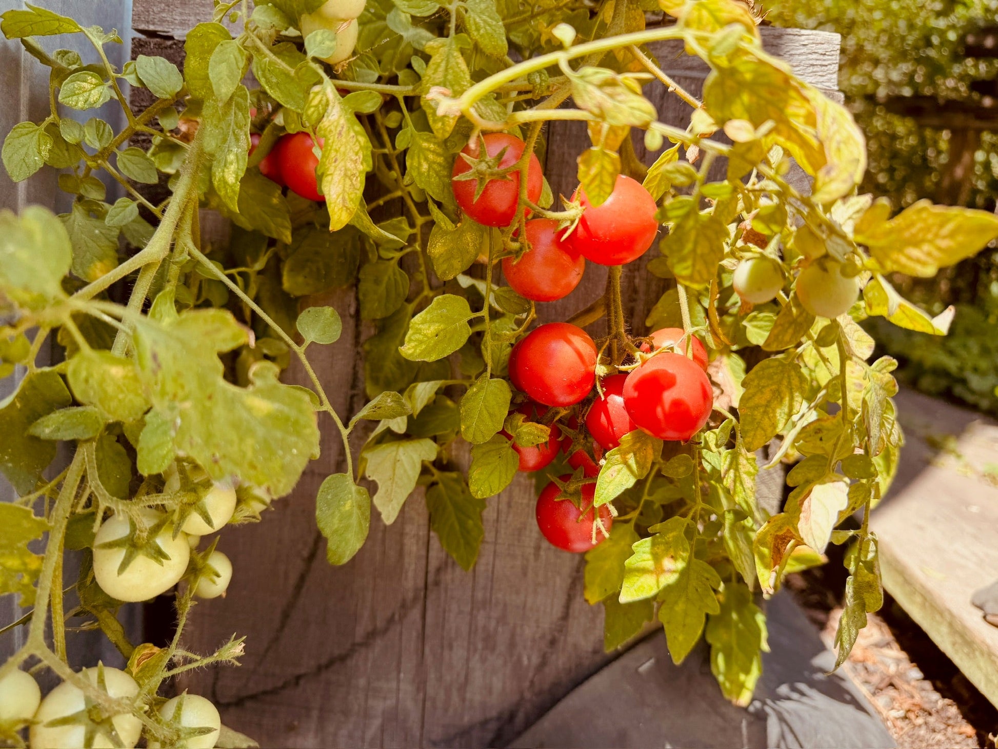 Sub Arctic Cherry Tomato - Greta's Family Gardens