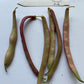 Tanya's Pink Beans - Greta's Family Gardens