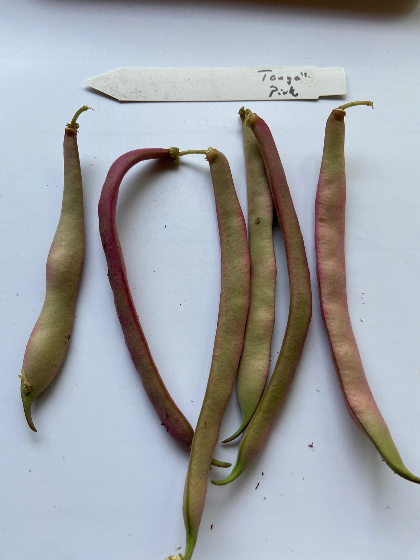 Tanya's Pink Beans - Greta's Family Gardens