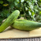 Telegraph Improved Cucumber - Greta's Family Gardens