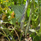 Thibodeau du Comté de Beauce Bean - Greta's Family Gardens