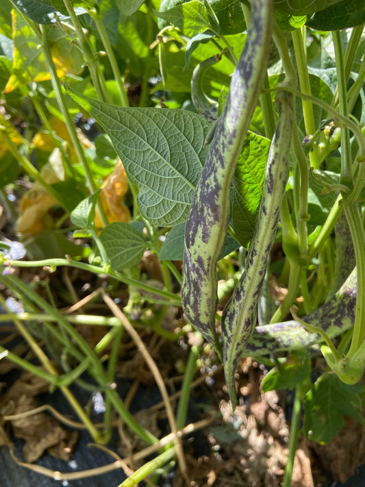 Thibodeau du Comté de Beauce Bean - Greta's Family Gardens