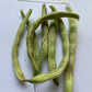 Thibodeau du Comté de Beauce Bean - Greta's Family Gardens