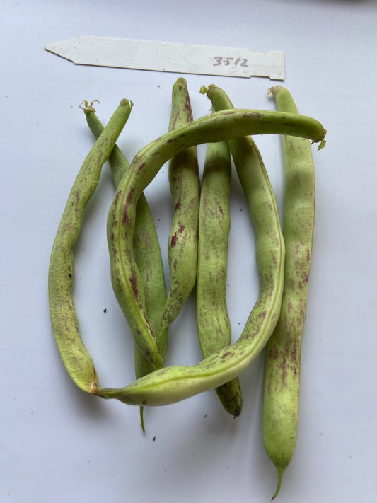 Thibodeau du Comté de Beauce Bean - Greta's Family Gardens