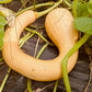 Trombocino Rampicante Squash - Greta's Family Gardens
